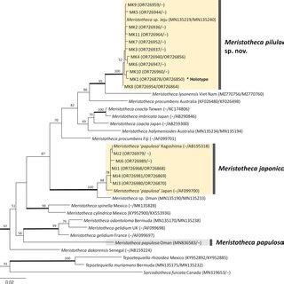 Maximum Likelihood Phylogeny Of The Genus Meristotheca Based On