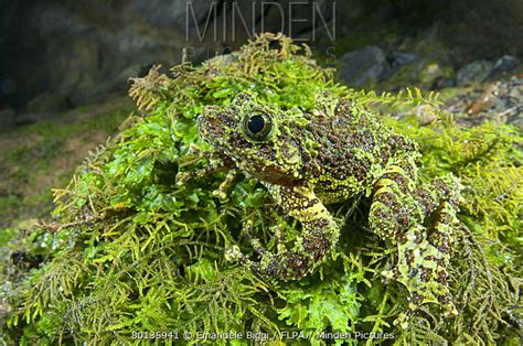 Moss Frog Stock Photo Minden Pictures