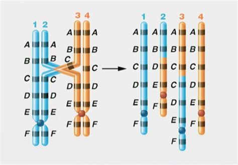 Chapters Variation In Chromosome Structure Mechanisms Flashcards