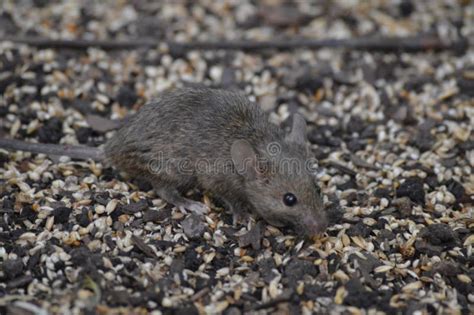 290 Mouse Eating Seeds Stock Photos - Free & Royalty-Free Stock Photos ...