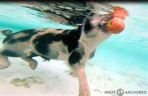 Staniel Cay – Pigs, gotta love the pigs – knot anchored