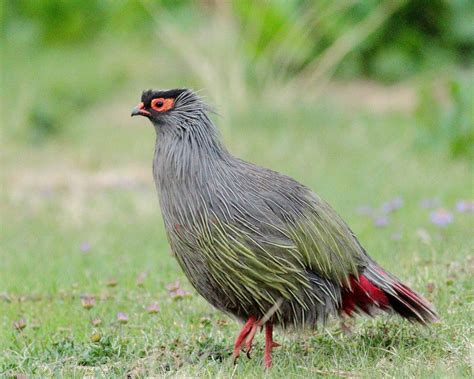 Fotografía Blood Pheasant M Por Paul Tsui En 500px Pheasant Birds