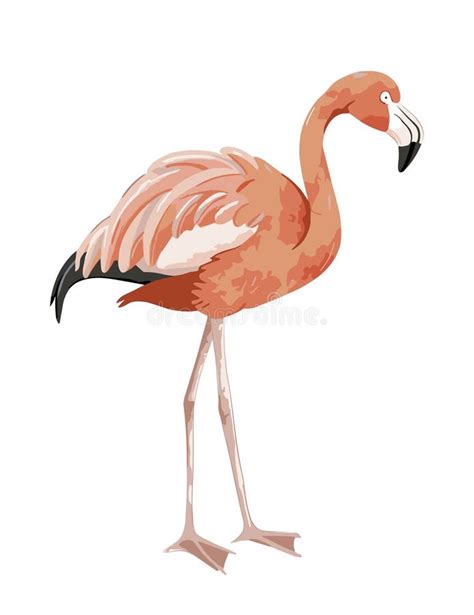 Vector De Cartografía De Aves Flamingo Rosa Exótico Aislado Ilustración