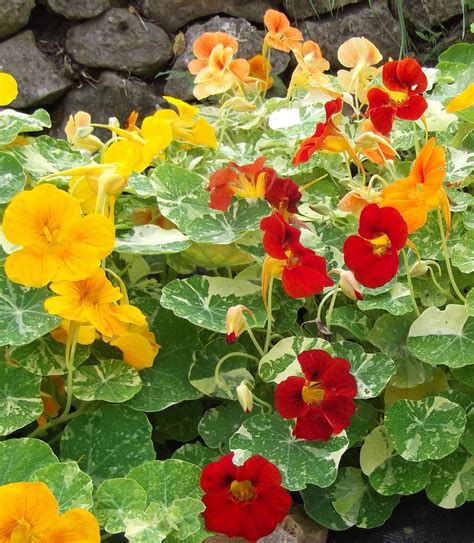 Nasturtium Mixed Organic Seed Specialists