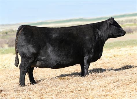 Angus Embryos For Sale Sb10 3121 Sire Buyer