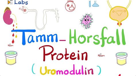 Tamm Horsfall Protein Uromodulin Urine Casts Kidney Function