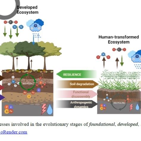Functional and ecological processes involved in the evolutionary stages ...