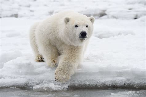 Polar bears Arctic Alaska Arctic National Wildlife Refuge Ursus maritimus