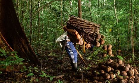 A Produção De Borracha Na Amazônia - Recursos do Fundo Amazônia vão estruturar produção sustentável de ...