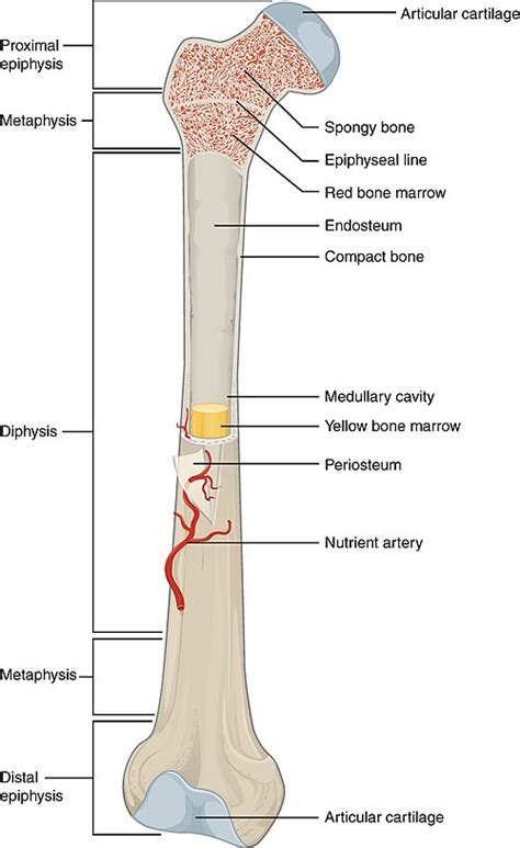 Long bone - Wikipedia