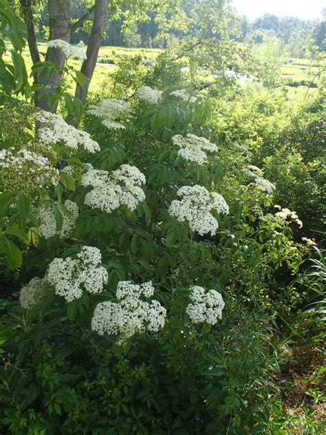 Sambucus Canadensis Synonym Sambucus Nigra Ssp Canadensis Rachels