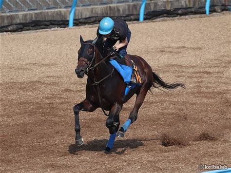 ショウナンマグマ Shonan Magma 競走馬データベース 競馬ラボ