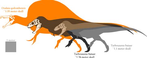 Allosaurus Vs T Rex Size Comparison Rex Adults Were A Significantly Larger Compared With