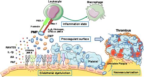 Frontiers Role Of Platelet Derived Microvesicles As Crosstalk