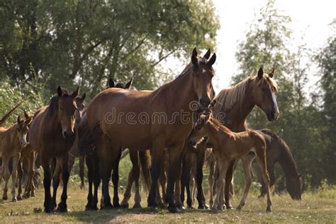 Stud of horses. stock photo. Image of meadow, black, brown - 2913408