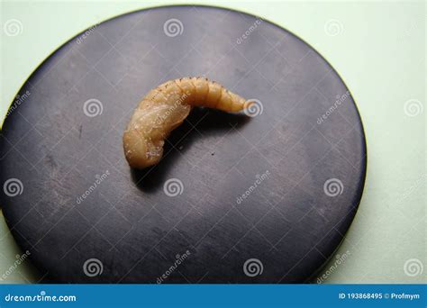 Mealworm - Superworm | Pupa - Stages of the Meal Worm - the Life Cycle ...