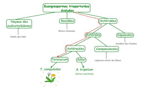 Les Classifications Botaniques Connaissances Flore