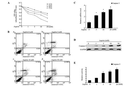 Direct Regulation Of Caspase‑3 By The Transcription Factor Ap‑2α Is