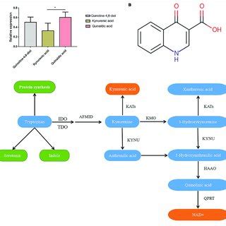 Characteristics Of Kynurenic Acid A The Relative Expression Of