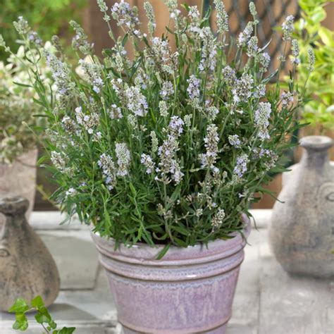 Lavender Ellagance Ice Lavandula Angustifolia Ellagance Snow Etsy