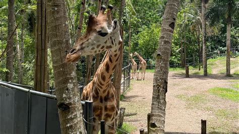 Cebu Safari Adventure Park Youtube