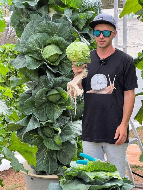 Vertical Farming With Cabbages On Aeroponic Towers