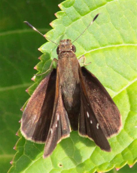 Twin Spot Skipper Butterfly Project Noah