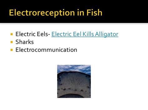 The curious evolution of electroreception in fish, amphibians, and mo…