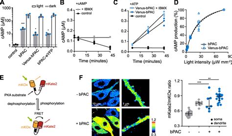 Pacmn For Improved Optogenetic Control Of Intracellular Camp