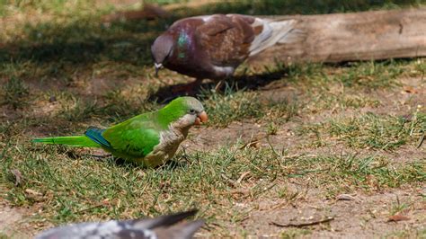 Green Parrot Free Stock Photo - Public Domain Pictures