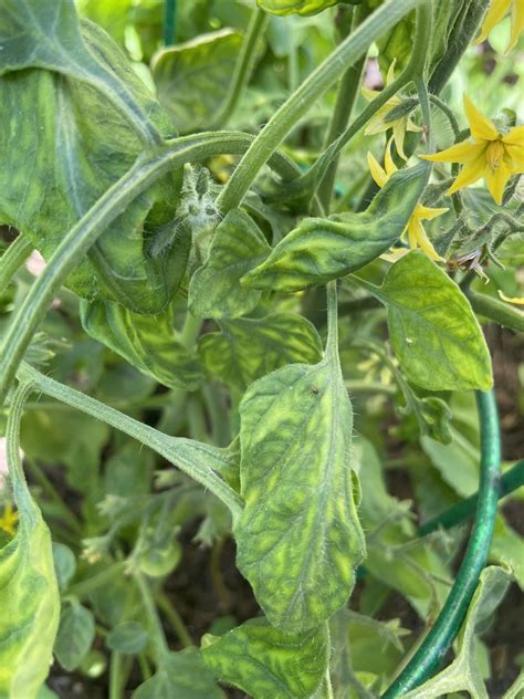 Is This Mosaic Virus Or A Nutrient Deficiency Rtomatoes