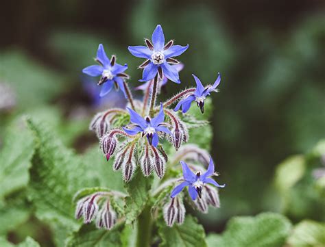 Borage Guide How To Grow Care For Borago Officinalis