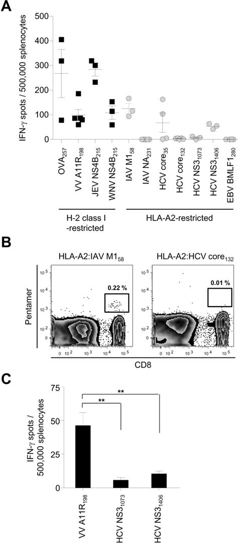 Immunogenicity Of H 2 Class I Restricted And Hla A2 Restricted Peptide