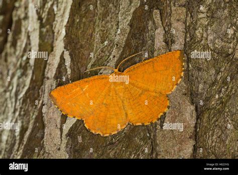 Orange Moth Angerona Prunaria Male Sitting On Bark Germany Stock