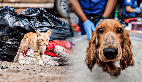 Ley 4 Patas Hay Sobrepoblación De Perros Y Gatos Pero El Minsa No