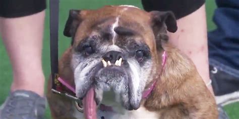 'Zsa Zsa' Is Crowned the World's Ugliest Dog, and the Internet Is in Love