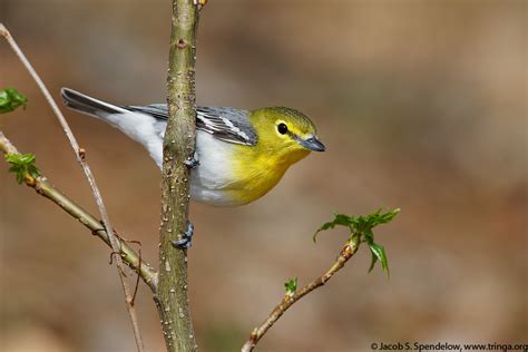 Yellow-throated Vireo 1