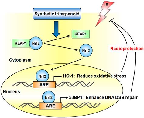 Targeting Of Nrf Induces Dna Damage Signaling And Protects Colonic