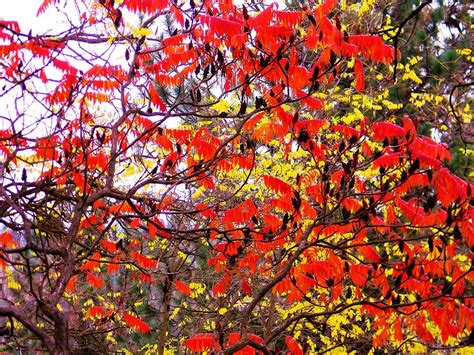 Sycamore Tree In Fall Photograph by Randi Seaman - Fine Art America