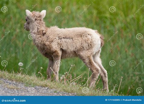 Big Horn Sheep Yearling On Mountain Stock Image Image Of Head Horns