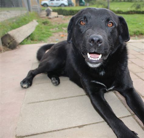 Esta Es La Multa Que Puede Tener Por No Recoger Las Heces De Su Perro