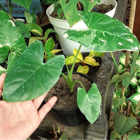 Jual Tanaman Hias Alocasia Sente Variegata Murah Shopee Indonesia