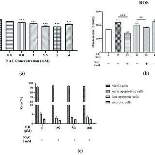 Bilobalide Bb Induced Apoptosis In T L Mature Adipocytes