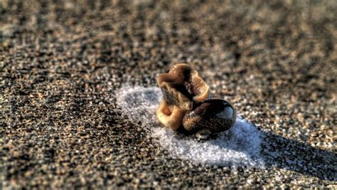 Salt Poured On A Snail Stock Footage Video 2038802 Shutterstock