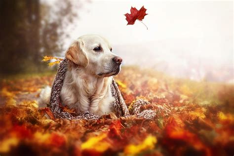 Fall Dogs Wallpapers - Wallpaper Cave