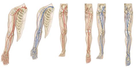 Ch 22 Vasculature Of The Upper And Lower Limbs Diagram Quizlet