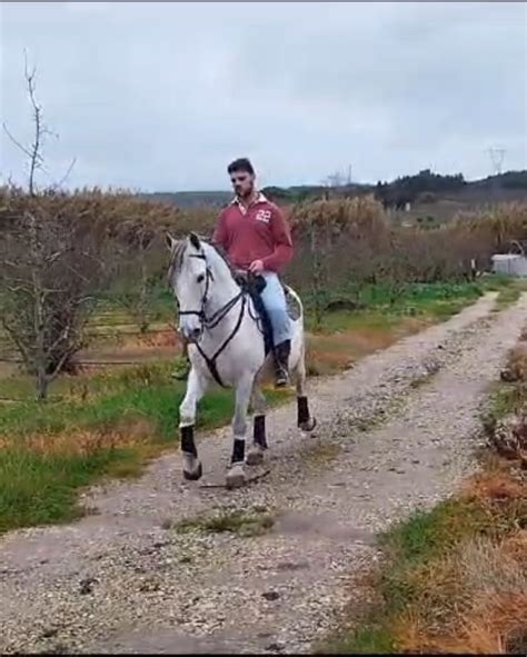 Cavalo Capado Bem Montado Lamas E Cercal Olx Portugal