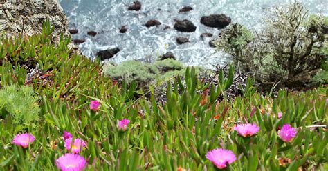 The Best Spring Wildflower Walks In Marin County Spring In Marin