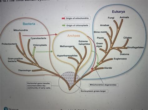 Microbiology Chapter Flashcards Quizlet