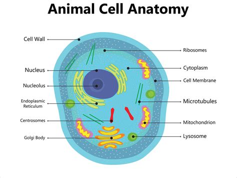 Illustration Of The Plant Cell Anatomy Structure Vector Infographic